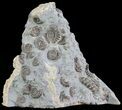 Ammonite Fossil Slab - Marston Magna Marble #63494-1